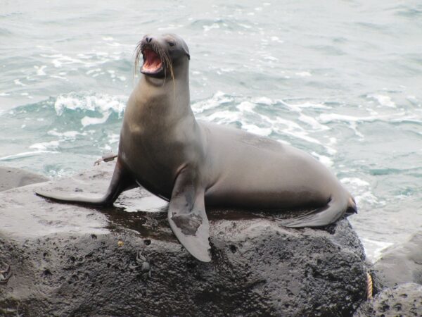 A sea lion in the Galapagos Islands of Ecuador.