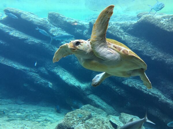 A sea turtle in the Galapagos Islands.