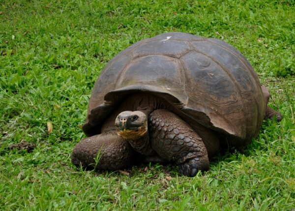 A giant tortoise le in the Galapagos Islands.