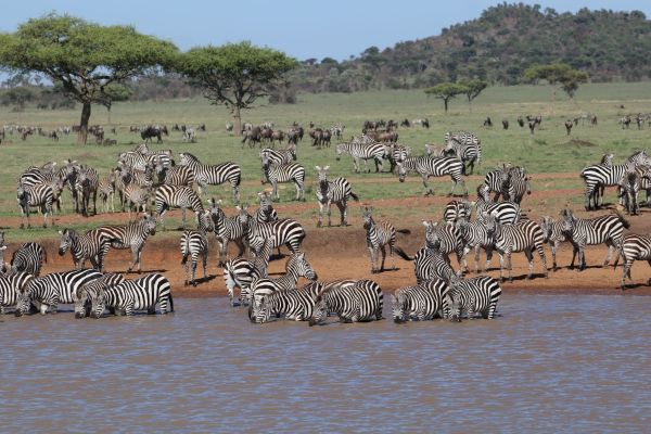 Zebras in Africa