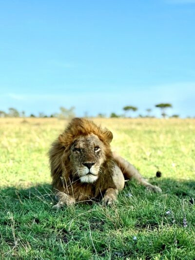 Lion at Singita Grumeti.