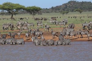 Zebras in Africa.