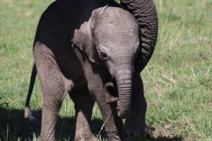 Baby elephant.